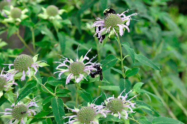 bugs on the flowers